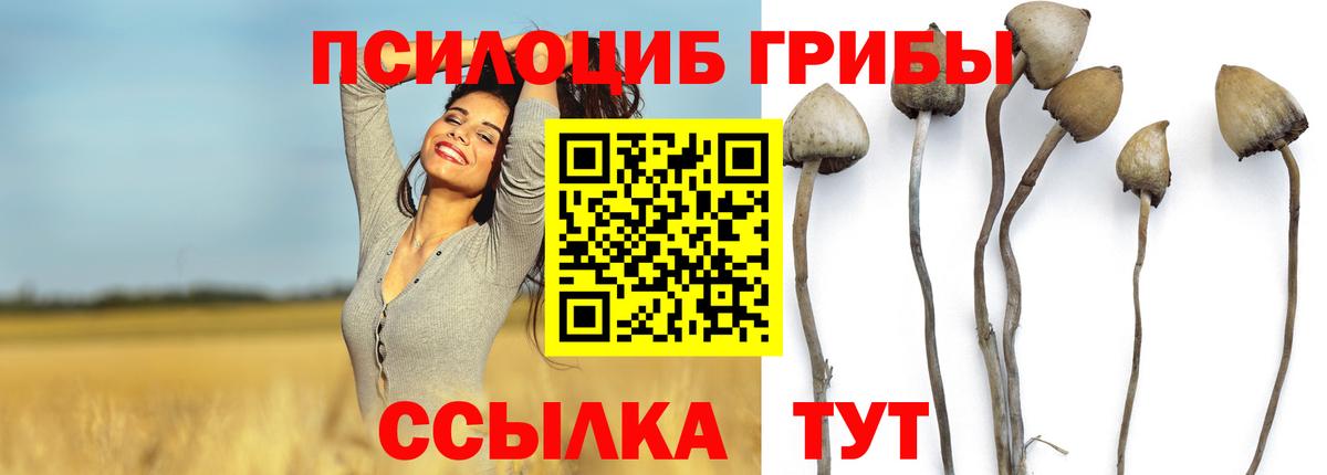 даркнет сайт  Галлюциногенные грибы Psilocybe  Вход с VPN  Зеленокумск 